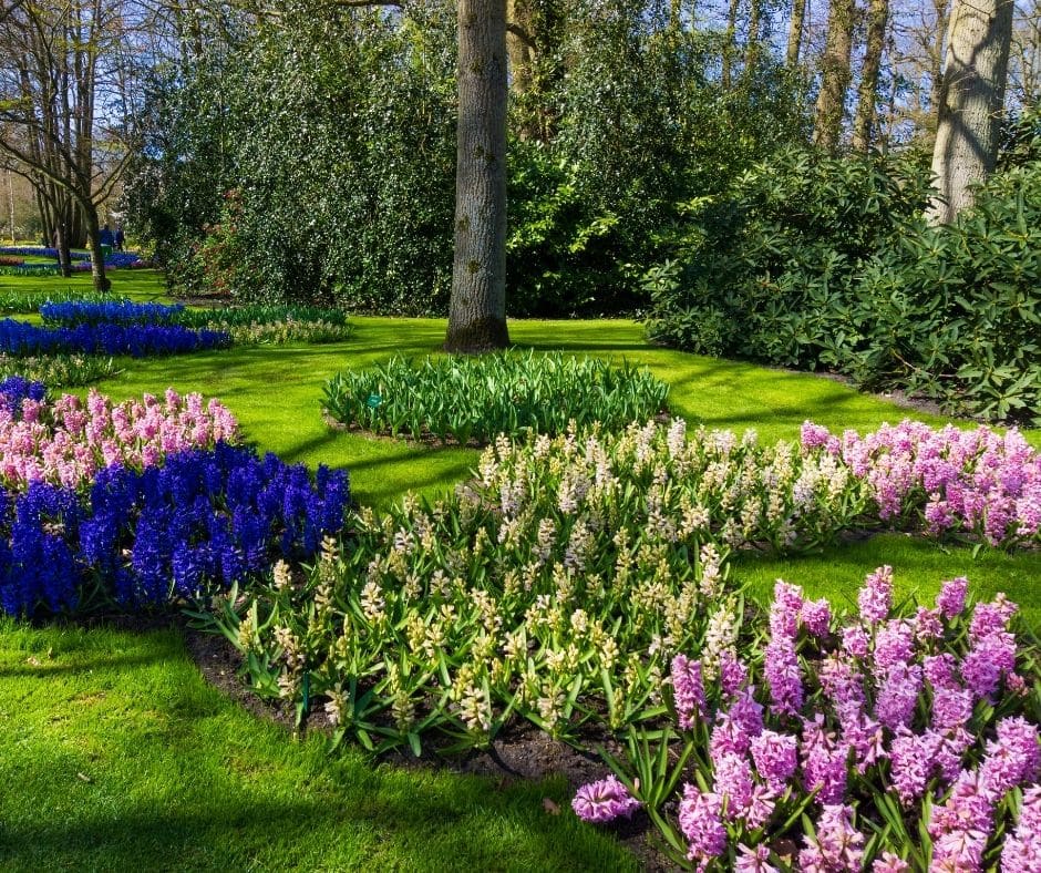 jardín con flores de diferentes colores